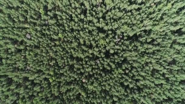 Zomer warme zon licht bos luchtfoto. Vliegen over het bos van bovenaf. — Stockvideo