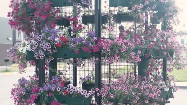 Blomsterrabatt med mångfärgade petunior utomhus. — Stockvideo