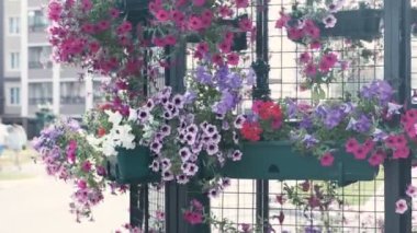 Flowerbed rengarenk petunyalar açık ile.