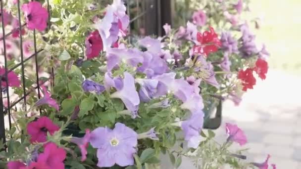 Floraison avec pétunias multicolores en plein air . — Video