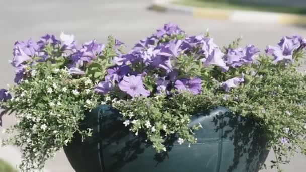 Flowerbed met veelkleurige Petunia's buitenshuis. — Stockvideo