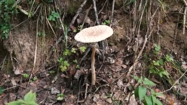 Big white fly agaric in the woods. Close-up. — Stock Video