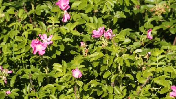 Bush avec de belles fleurs roses de rose sauvage. Gros plan . — Video