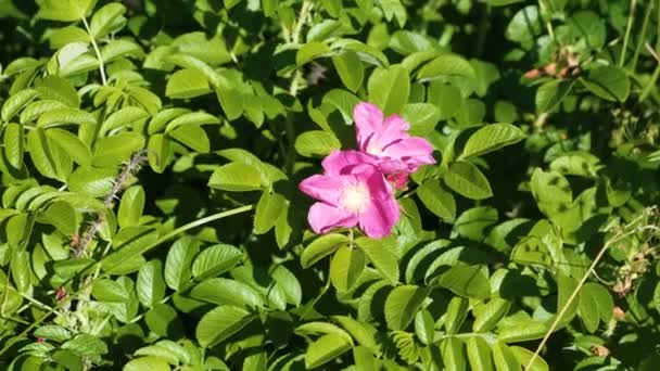 Buske med vackra rosa blommor av vildros. Närbild. — Stockvideo