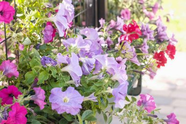 Flowerbed rengarenk petunyalar açık ile.