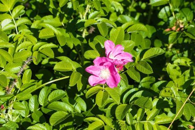 Bush yabani gül güzel pembe çiçekli. Yakın çekim.