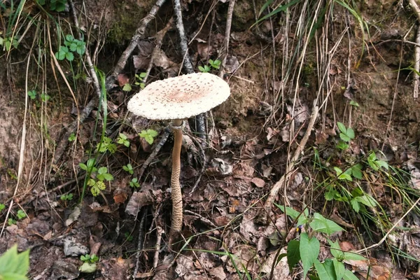 숲에서 큰 백색 비행 거리 agaric입니다. 클로즈업. — 스톡 사진