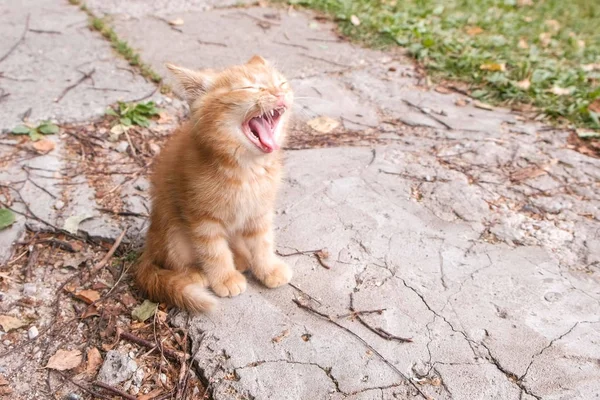 Small red kitten basks in the sun and plays. — Stock Photo, Image
