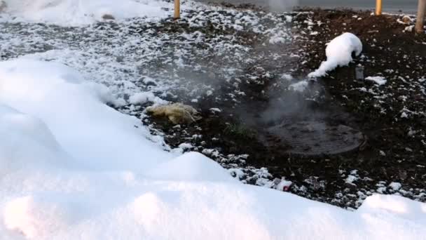 Steam jest od pokrywy kanalizacji sanitarnej w śniegu, wypadek. Stopionego śniegu wokół. — Wideo stockowe