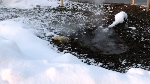 Steam is from sanitary sewer cover in snow, accident. Melted snow around. — Stock Video