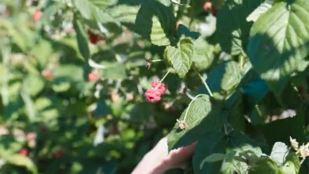 Mladá žena jí maliny, trhání z křoví v zemi. Detail ruce. — Stock video