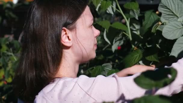 Young brunette woman eats raspberries, tearing it from the bushes in the country. — Stock Video