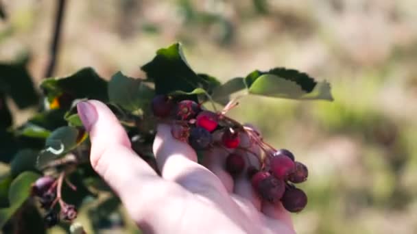 Jonge brunette vrouw eet shadberry, het scheuren van de struiken in het land. Close-up handen. — Stockvideo