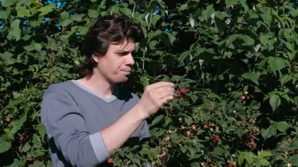 Brunet jongeman eet frambozen, het scheuren van de struiken in het land. — Stockvideo