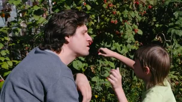 Son and dad eat raspberries, tearing it from the bushes in the country. — Stock Video