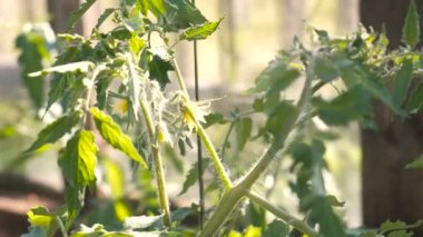 Sera içinde çiçekli bitkiler domates.