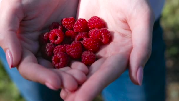 Ženy ruce s velkými červenými malinami. — Stock video