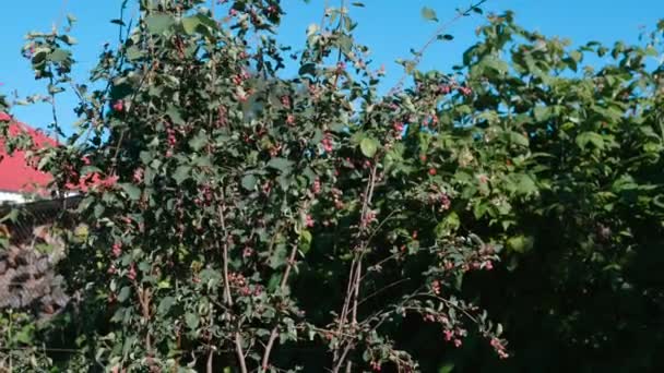 Bayas de arándano en el jardín . — Vídeo de stock