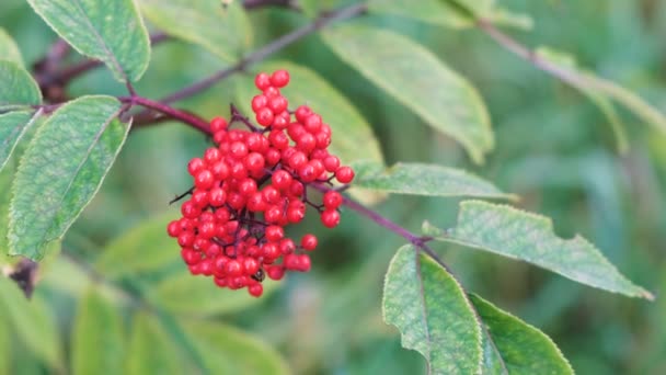 Arbuste avec un bouquet de baies sauvages rouges . — Video