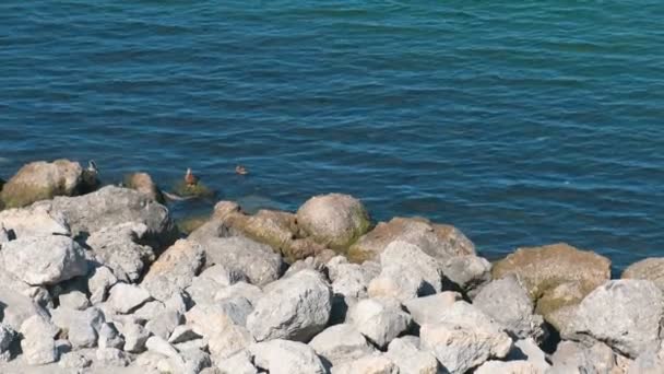 Côte de mer avec d'énormes rochers et canards flottants . — Video