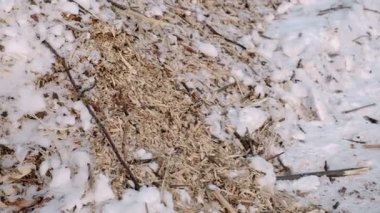 Talaş ve twigs Boyutlanmış ağaçlarda kar yakın çekim. Kamera yukarıdan aşağıya doğru taşır..