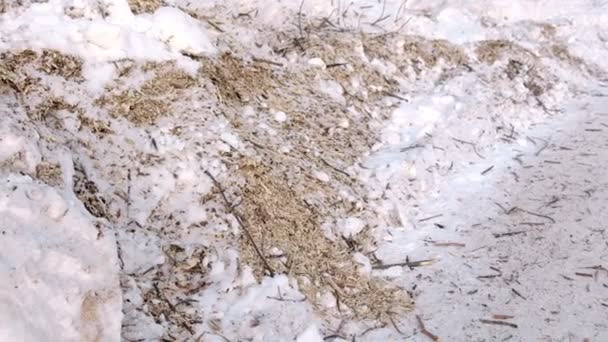Опилки и веточки распиленных деревьев в снегу крупным планом . — стоковое видео
