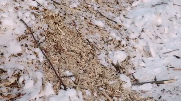 Sågspån och kvistar av sågade träd i snö närbild. Flyttar kameran från topp till botten. — Stockvideo