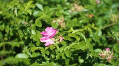 Bush yabani gül güzel pembe çiçekli. Yakın çekim.
