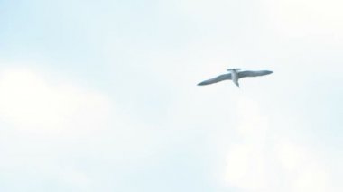 Bulutlu gökyüzünde uçan martı.