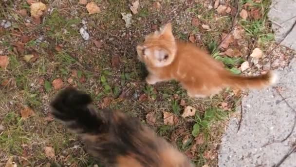 Chat avec un chaton sur l'herbe à l'automne .