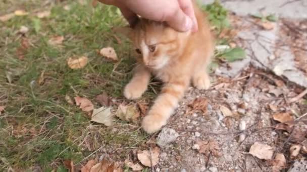 Mans hand stroking the fluffy little tabby kitten. — Stock Video