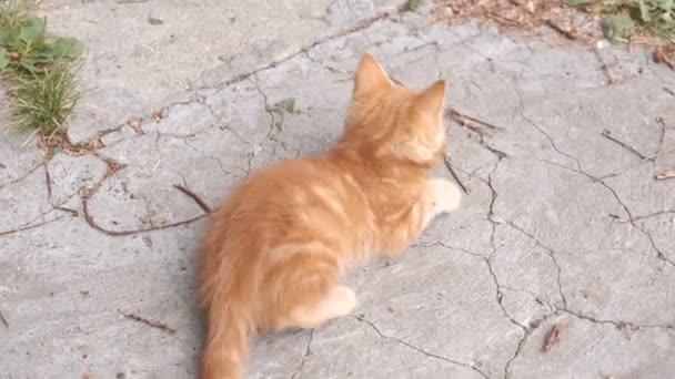 Kleines rotes Kätzchen sonnt sich in der Sonne und spielt. — Stockvideo