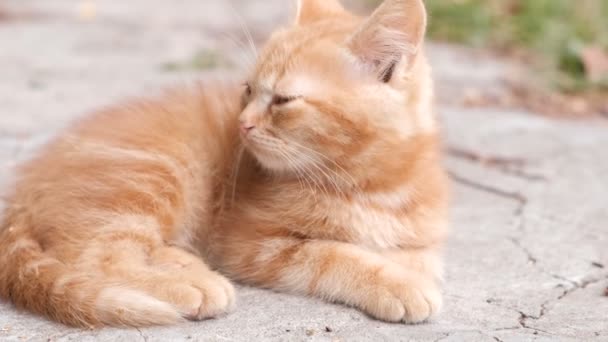 Petit chaton rouge se prélasse au soleil et joue . — Video