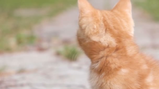 Pequeño gatito rojo toma el sol y juega. Desenfoque . — Vídeo de stock
