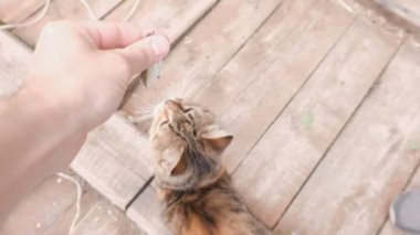 Taze balık kedi için el verir mans.