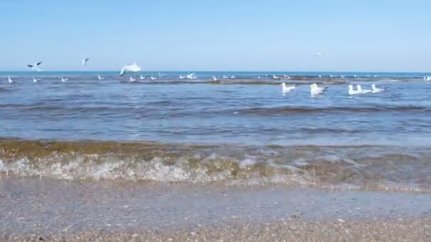 Beau paysage marin avec vagues, plage de sable et mouettes nageuses . — Video