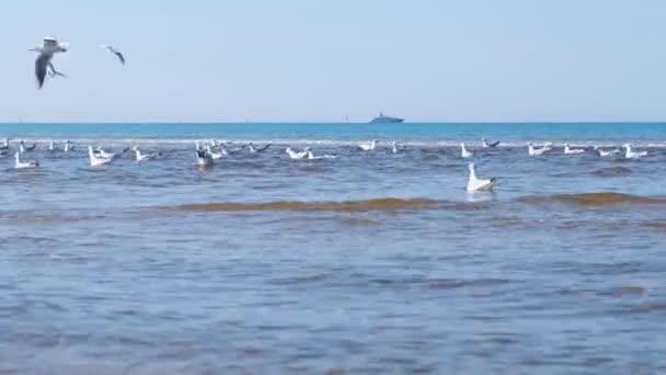 Hermoso paisaje marino con olas, playa de arena y gaviotas nadadoras . — Vídeo de stock