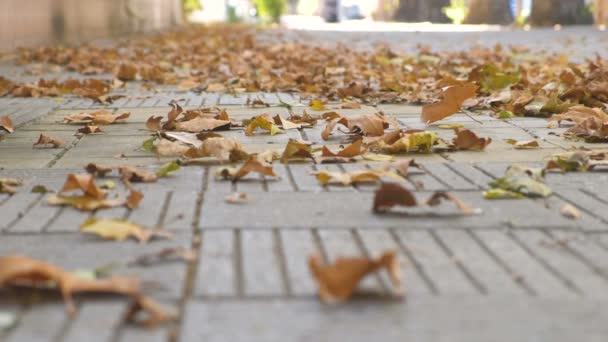 Gula färgglada vackra löv på trottoaren i staden. — Stockvideo