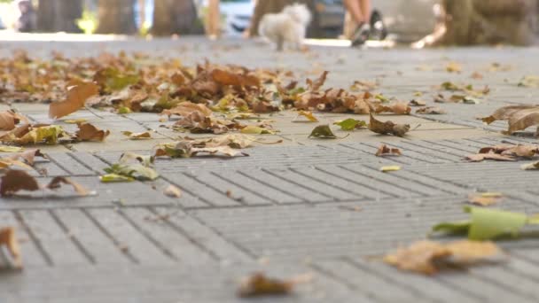 Jaune belles feuilles colorées sur le trottoir de la ville . — Video