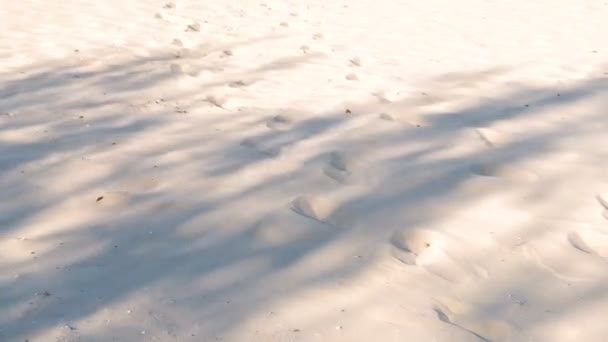 Spår av djur och människor på sandstranden. — Stockvideo