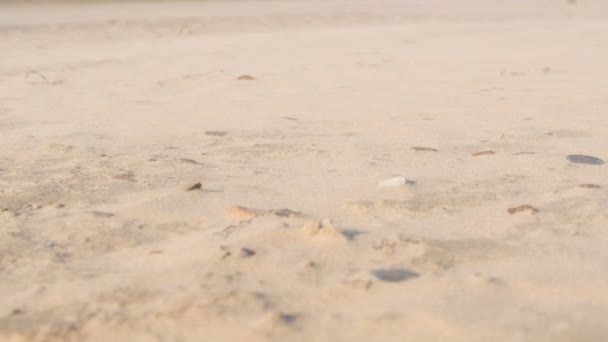 Следы Животных Людей Песчаном Пляже — стоковое видео