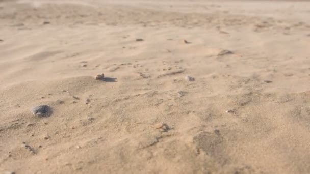 Tormenta de arena primer plano en la playa de arena . — Vídeo de stock