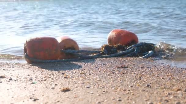 Boe tra le onde sulla sabbia sulla costa . — Video Stock