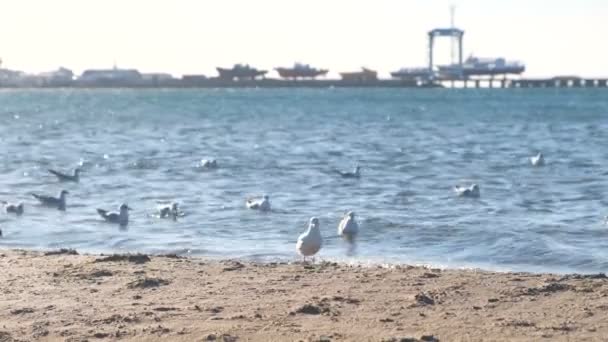 Vista da praia de areia com gaivotas e do porto com barcos no cais . — Vídeo de Stock