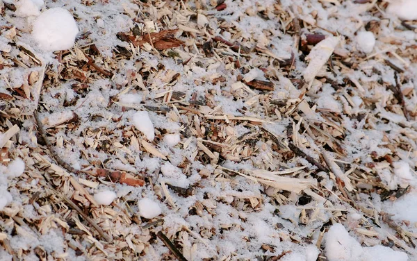 Sawdust and twigs of sawn trees in the snow close-up. Camera moves from botoom to top. — Stock Photo, Image