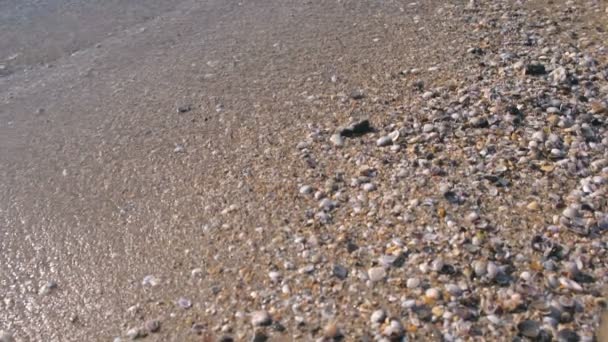 Shelly beach küçük dalgalar ile bir deniz gibi. — Stok video