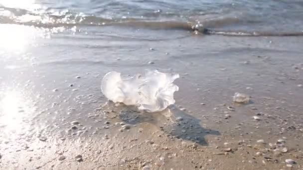 Kumlu sahilde dalgaların Medusa denizanası. — Stok video