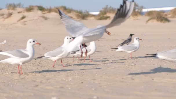 Pájaros cuervos y gaviotas comen pan en la playa de arena . — Vídeo de stock
