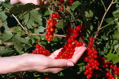 Eller yakın çekim koparmak frenk üzümü çalılar gelen meyveler olgun çilek ile.