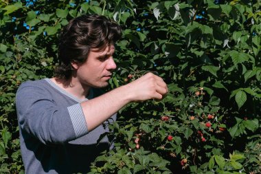 Ülke çalıların üzerinden yırtılma ahududu, Genç brunet adam yiyor.